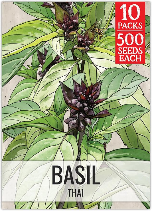 Seed Needs Basil Seeds for Planting Thai Basil Herbs - Non-GMO Heirloom & Untreated Herb Seed to Grow a Fresh Indoor or Outdoor Home Grown Culinary Garden (10 Packs)