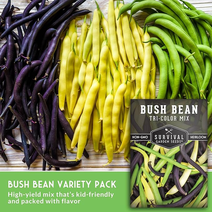 Tri Color Blend Bush Bean Seeds for Planting - Mix of Green, Yellow Wax, & Purple Beans with Stringless Pods - 3 Non-GMO Heirloom High Yield Varieties - Survival Garden Seeds (3 Packs)