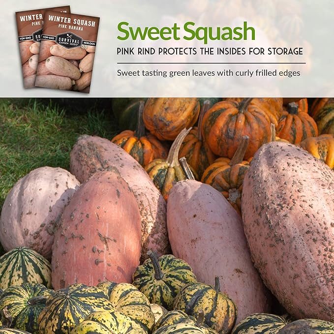 Pink Banana Winter Squash Seeds for Planting - Heirloom Non GMO Vegetable Seed - Extra Large, High Yield, Easy to Grow Unusual Variety - Survival Garden Seeds (3 Packs)