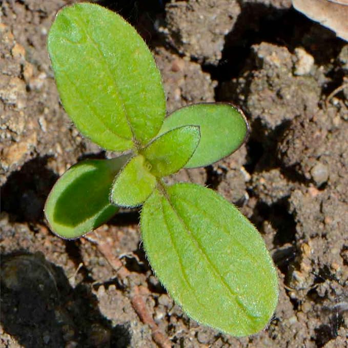 Seed Needs Sunflower Seeds for Planting Italian White Sunflowers - Heirloom & Open Pollinated Flower Seed to Plant Pale Yellow Flowering Plants in a Butterfly Garden (1 Pack)