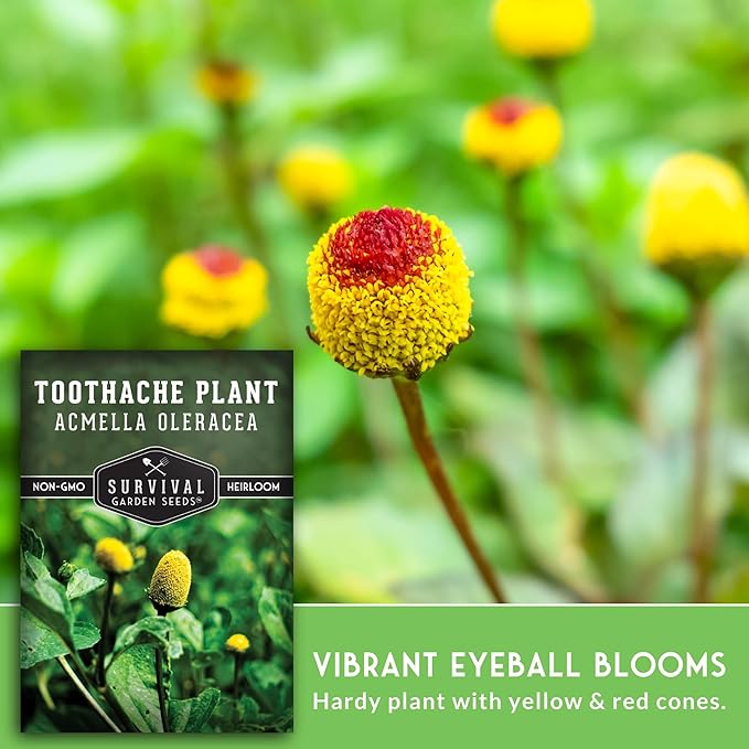 Toothache Plant Seeds for Planting - Acmella Oleracea Spilanthes Buzz Button Electric Daisy Medicinal Herb & Edible Flower - Heirloom Non-GMO Open Pollinated - Survival Garden Seeds (2 Pack)