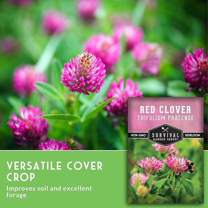Red Clover Seeds for Planting – Nitrogen-Fixing Cover Crop & Ground Cover for Soil Building and Pollinators – Heirloom Non-GMO Medicinal Herb – Survival Garden Seeds (2 Packs)