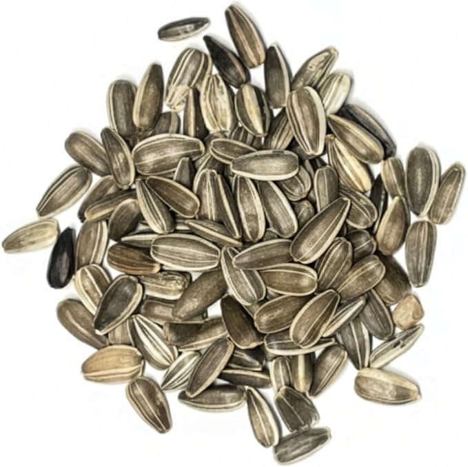 Seed Needs Sunflower Seeds for Planting Dwarf Sunspot Sunflowers - Heirloom & Open Pollinated Annual Cut Flower Seed to Plant 2 Foot Tall Sun Flowers (10 Packs)