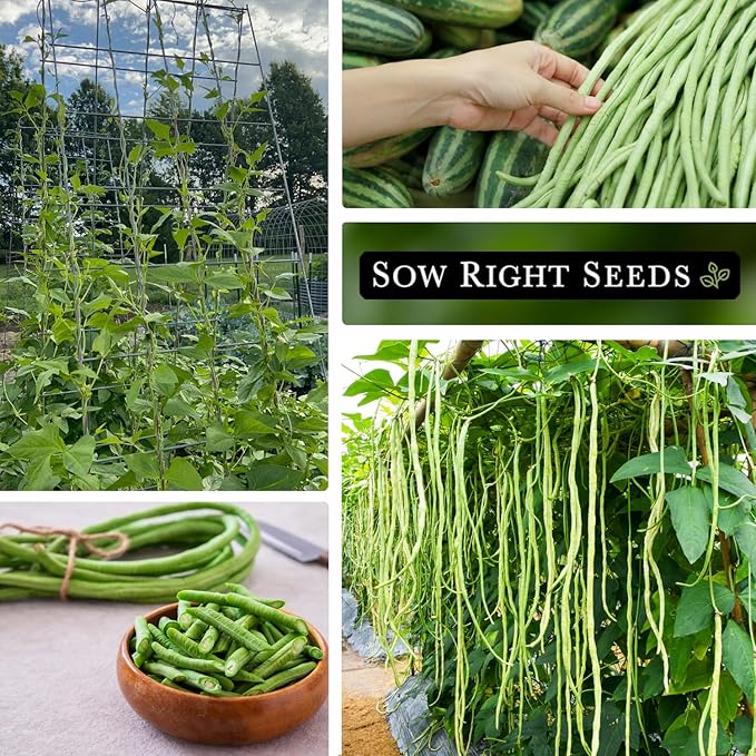 Sow Right Seeds - Asparagus Yard Long Pole Bean Seeds for Planting - Non-GMO Heirloom Packet with Instructions to Plant & Grow an Outdoor Home Vegetable Garden - Productive Green Snake Beans (1)
