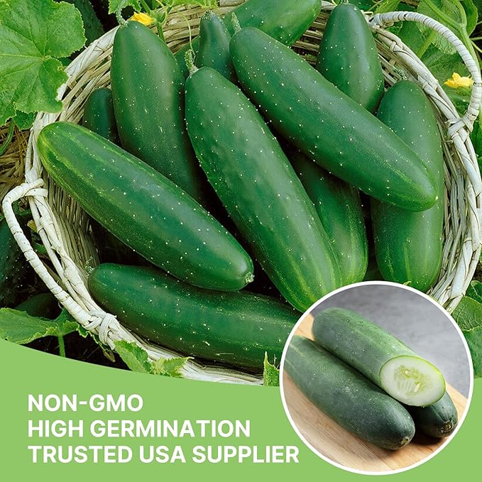 Organic Cucumber Seeds-Marketmore 76, Approx 250 Seeds for Planting Indoor & Outdoor | Non-GMO, USDA Organic, USA Origin Vegetable Seeds for Home Garden (Cucumis sativus L.)