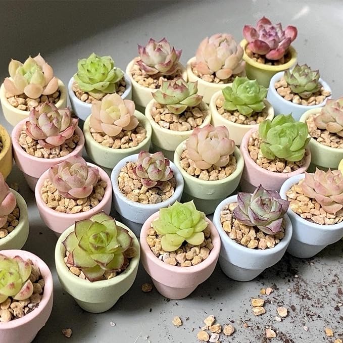 Mini Pastel Terracotta Pots for Micro Gardens – 30 Pack, 1.1” Tiny Breathable Clay Planters, Macaron Colors, for Moss, Fairy Gardens, Dollhouses, and Succulents (Green, 1.1 Inch)