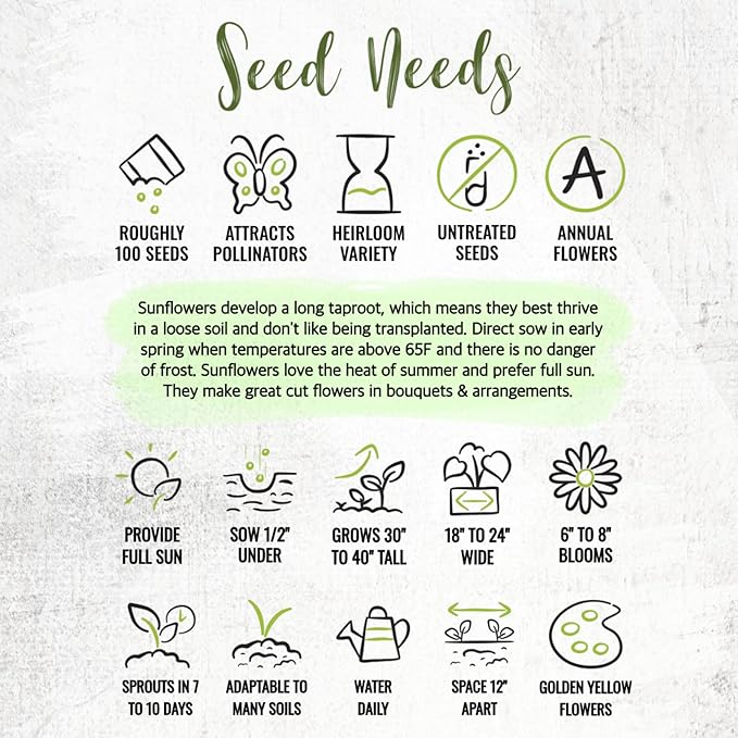 Seed Needs Dwarf Sunflower Seeds for Planting Incredible Sunflowers - Heirloom & Open Pollinated Flowers to Plant an Outdoor Wildflower Garden to Attract Beneficial Pollinators (2 Packs)
