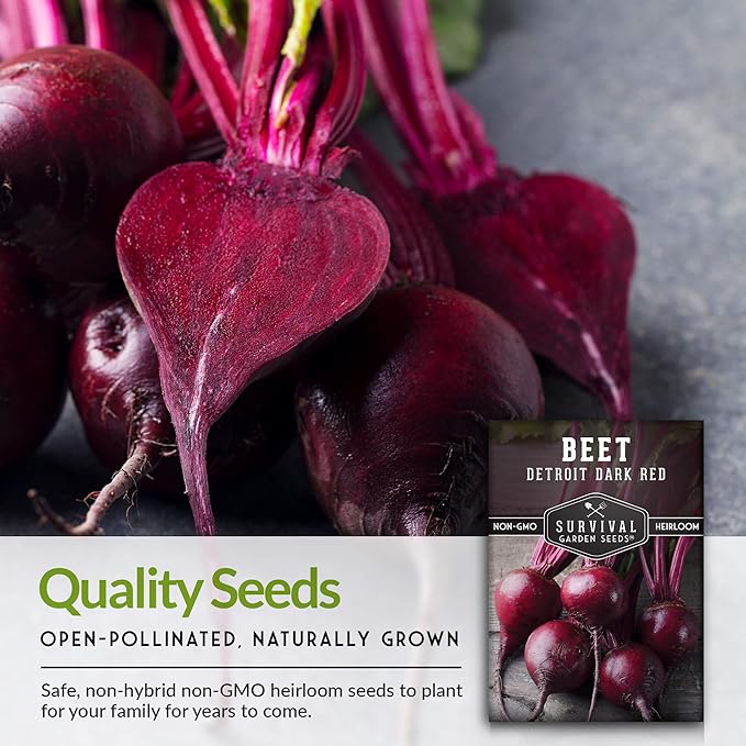 Detroit Dark Red Beet Seeds for Planting - Classic Red Beets for Garden Growing Outdoors, High Yield Heirloom Beetroot, Non-GMO Open Pollinated - Survival Garden Seeds (2 Pack)
