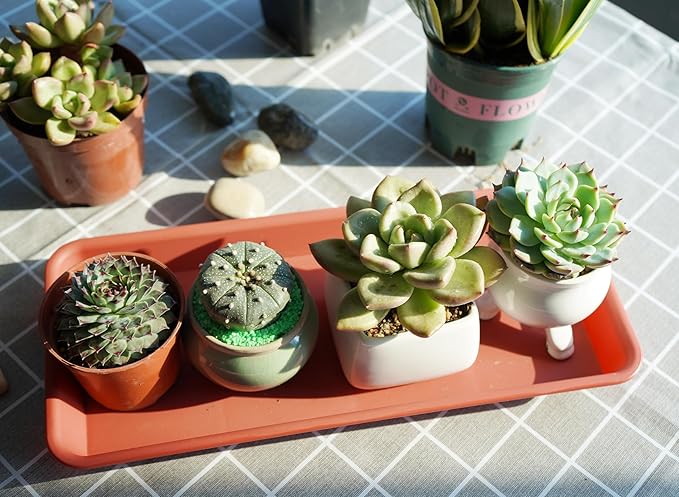 VUWEZ 6 Pack of Plastic Plant Tray Saucer Rectangular, Plant Trays Saucers for Indoors Outdoor, Plant Water Drip Tray for Flower Pot Planter, Windowsill Plant Tray (6.5 X 13 Inch, Terracotta)
