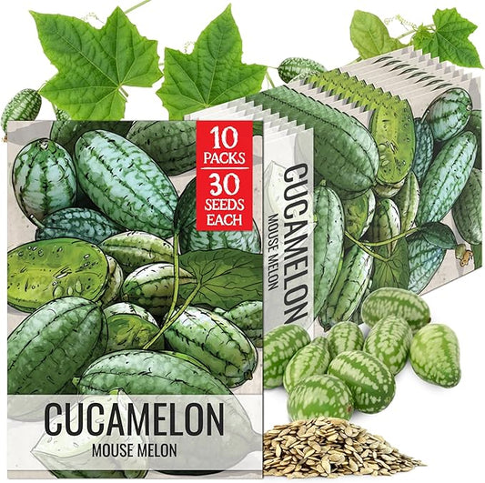 Seed Needs Cucamelon Seeds for Planting Mexican Sour Gherkin Miniature Mouse Melons - Non-GMO Heirloom & Untreated - Grow a Home Grown Indoor Outdoor Vegetable Garden (10 Packs)