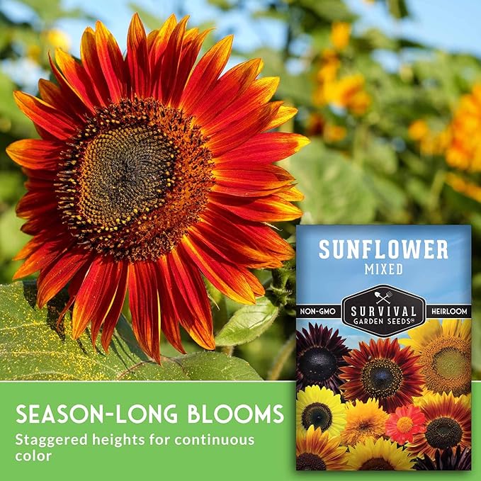 Mixed Sunflower Seeds for Planting | Colorful Blend of Heirloom Varieties for Cut Flowers & Pollinators – Heirloom Non-GMO – Survival Garden Seeds (2 Packs)