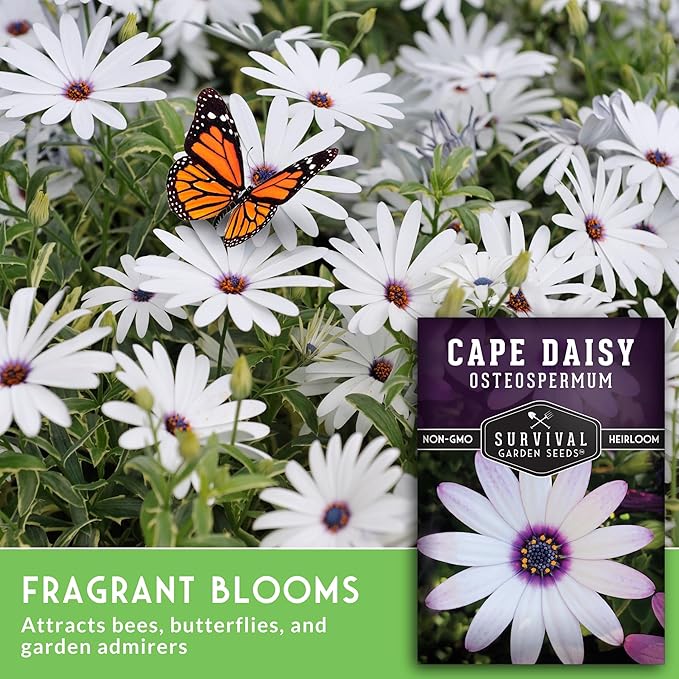 Cape Daisy Seeds for Planting - Osteospermum Ecklonis - White Petals with Purple Eyes, Long Blooming Annual to Tender Perennial Flower Variety - Survival Garden Seeds (1 Pack)