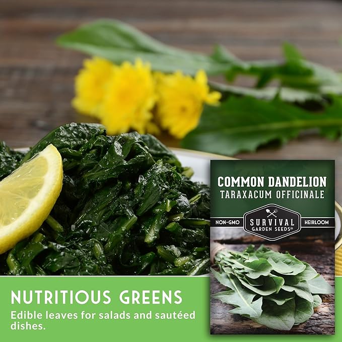 Survival Garden Seeds Common Dandelion Seed - 3 Packets with Instructions to Plant & Grow Nutritious Medicinal Plants & Leafy Greens in Your Home Herb or Vegetable Garden - Non-GMO Heirloom Variety