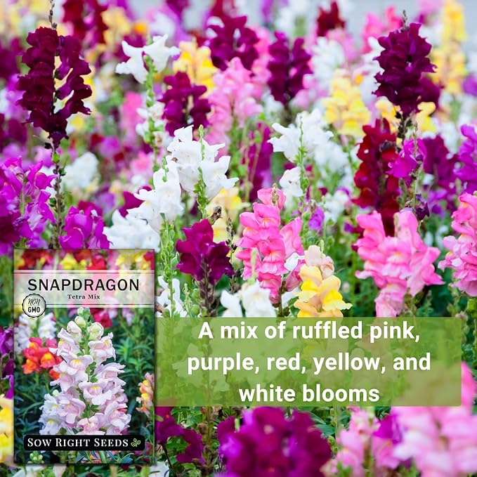 Sow Right Seeds - Tetra Mix Snapdragon Flower Seeds for Planting - Non-GMO Heirloom Packet with Instructions to Grow - Fragrant Annual Flower Spikes in a Mix of Colors - Half Tall for Front Beds (3)