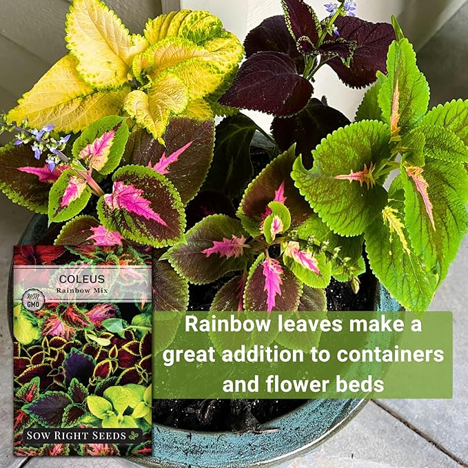 Sow Right Seeds - Rainbow Mix Coleus Seeds for Planting - Non-GMO Heirloom Variety - Vibrant Tropical Plant Blooms - Ideal for Gardeners, Easy to Grow - Indoor/Outdoor Use - Colorful Foliage (3)