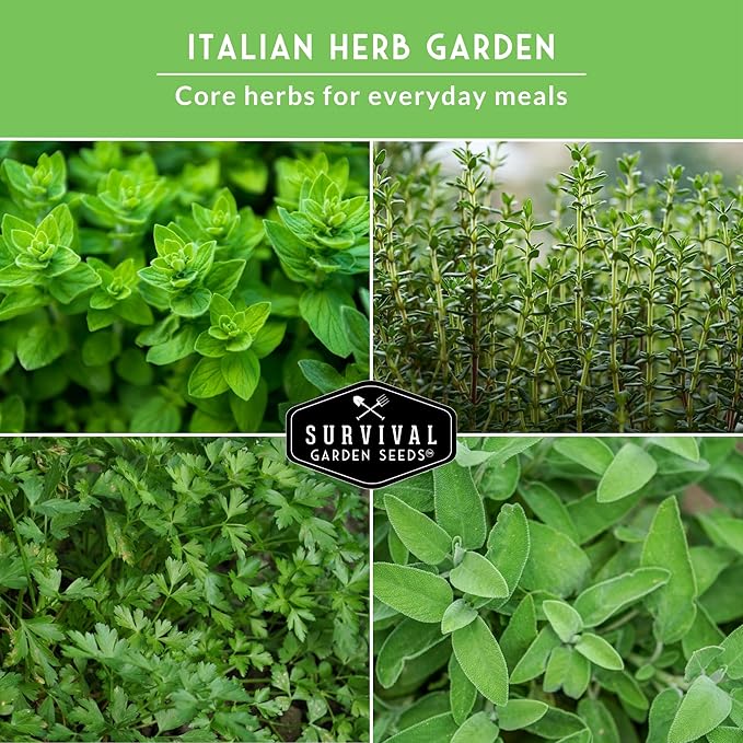 Survival Garden Seeds - Italian Herb Collection Seed Vault - Basil, Oregano, Thyme, Sage, Flat Leaf Parsley - Non-GMO Heirloom Varieties of Culinary & Medicinal Herbs for Any Garden or Homestead
