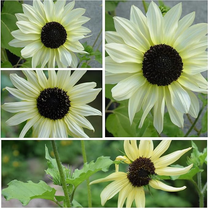 Seed Needs Italian White Sunflower Seeds for Planting Pale Yellow Sunflowers - Heirloom & Open Pollinated Flower Seed to Plant an Outdoor Butterfly Garden (2 Packs)