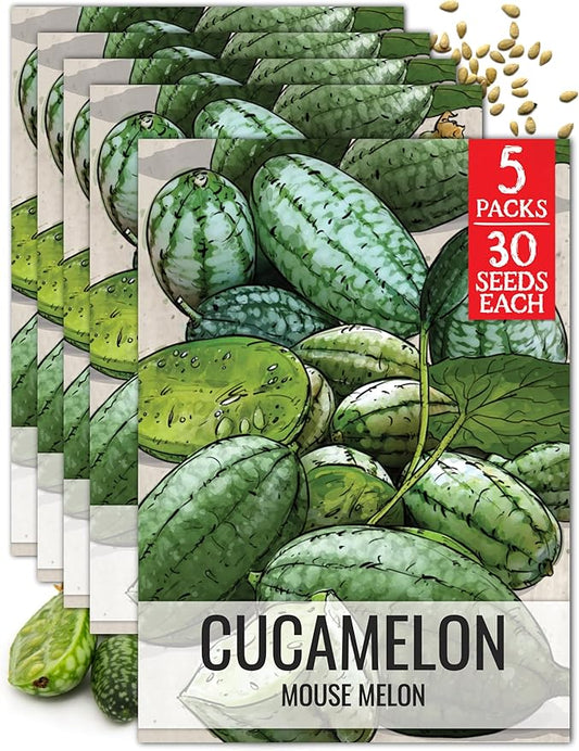 Seed Needs Cucamelon Seeds for Planting Mexican Sour Gherkin Miniature Mouse Melons - Non-GMO Heirloom & Untreated - Grow a Home Grown Indoor Outdoor Vegetable Garden (5 Packs)