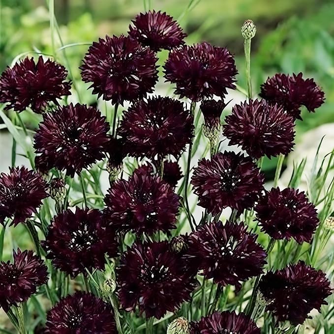 2007+ Mixed Cornflower Seeds for Planting Dwarf Colorful Cornflower Seeds Perennial Corn Flower Seed Non-GMO Heirloom Plant Seed Gardens Outdoors