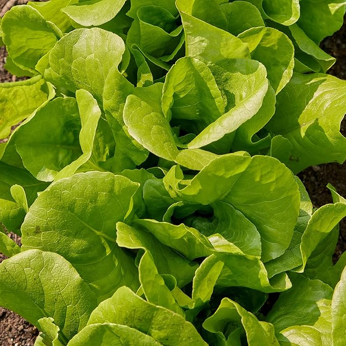 Burpee Bibb' Lettuce Seed Packet - 1.5gm Non-GMO Seeds for Planting Vegetables - Heirloom Bibb Lettuce, Classic Variety, Vegetable Seeds for Home Garden Outdoor Planting (Lettuce, Burpee Bibb)