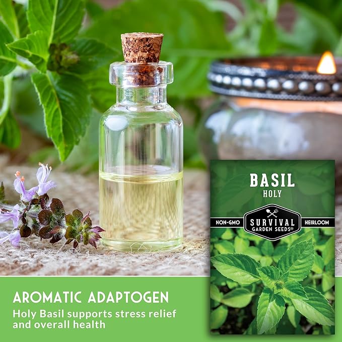 Holy Basil Seed for Planting - Indian Sacred Herb Tulsi Seeds to Grow in Your Home Vegetable Garden - Non-GMO Heirloom Variety - Survival Garden Seeds (3 Packs)