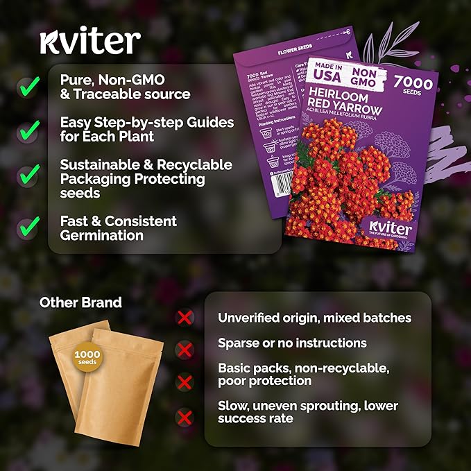 KVITER 7000 Red Yarrow Seeds (Achillea Millefolium Rubra) — Perennial Flower Seeds to Plant Outside, Heirloom & Organic — Native Wildflower Seed for Herb Garden, Beds, Containers & Meadows