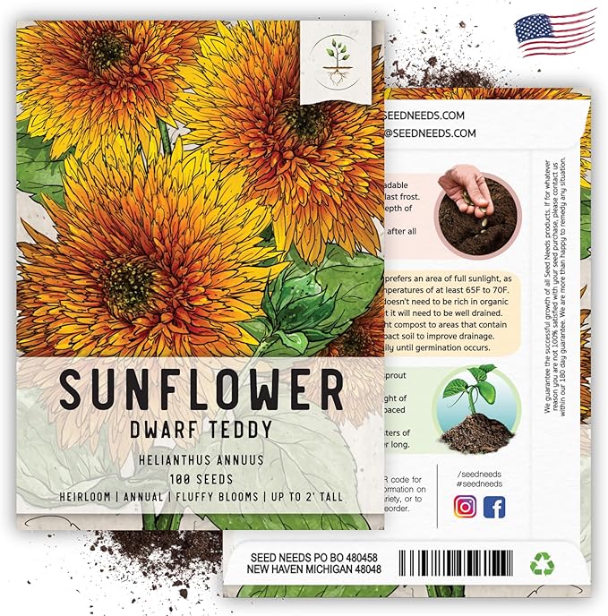 Seed Needs Dwarf Teddy Sunflower Seeds for Planting Dwarf Sungold Sunflowers - Heirloom & Open Pollinated Flower Seed to Plant a Butterfly Garden (1 Pack)