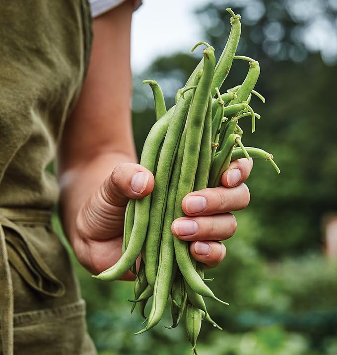Burpee Blue Lake 274 Bush Bean Seeds 2 ounces of seed
