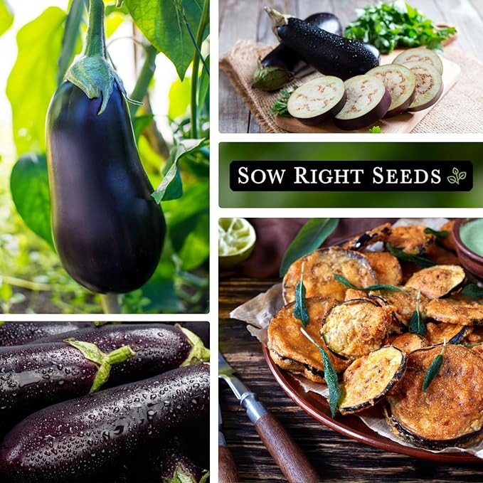 Sow Right Seeds - Black Beauty Eggplant Seed for Planting - Non-GMO Heirloom Packet with Instructions to Plant an Outdoor Home Vegetable Garden - Large Round Fruits, Deep Purple Variety (4)