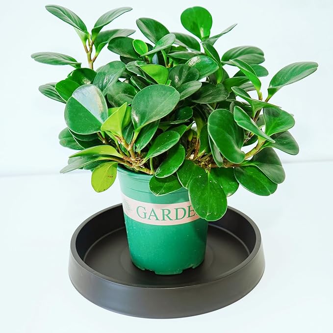 1 Pack Plant Saucer Tray for Ceramic Plastic Pots, 6 inch Plant Saucers for Indoors, Pot Saucers Trays, Flower Planter Water Drip Trays for Pots Base (6", Black)