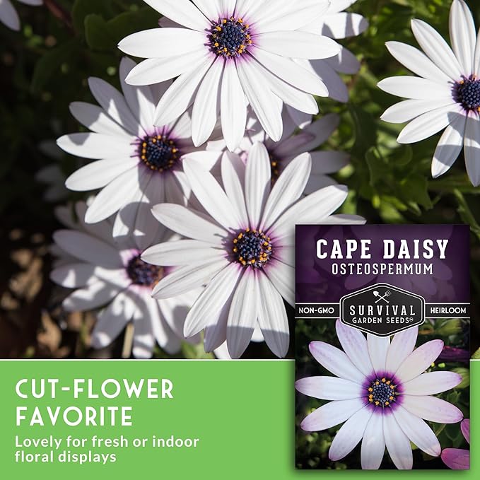 Cape Daisy Seeds for Planting - Osteospermum Ecklonis - White Petals with Purple Eyes, Long Blooming Annual to Tender Perennial Flower Variety - Survival Garden Seeds (1 Pack)