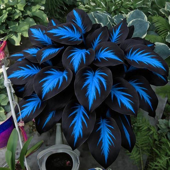 Hosta Seeds for Planting, 290+pcs Perennial Rare Hosta Flower Seeds, Non-GMO Heirloom Long Blooming Plants Shaded Entry Pathway Flowers Beauty Home Garden for Outdoors