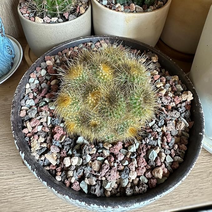 YISZM Succulent Cactus Soil Potting Mix Horticultural Lava Rocks Bonsai Soil for Indoor Plants Drainage Volcanic Rock for Terrarium Gardening Top Dressing 5lb
