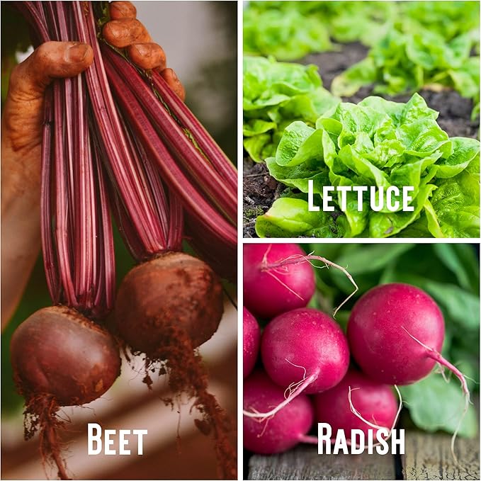 Summer Garden Heirloom Vegetable Seeds - ~5,000+ Total Seeds, 7 Varieties of Seed to Sow in Summer Months - Beet, Lettuce, Radish, Basil, Cabbage, Cucumber, & Squash Heirloom Seed for Planting