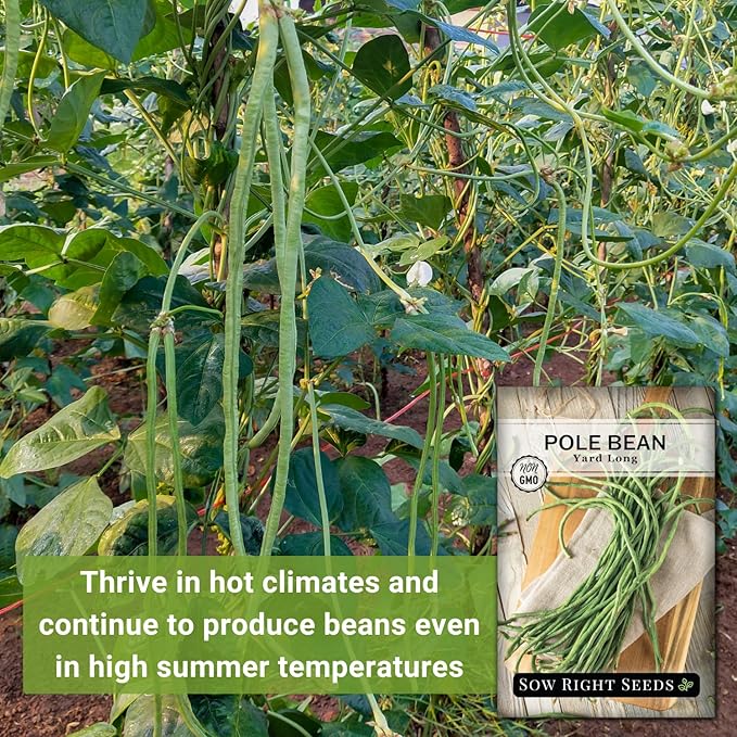 Sow Right Seeds - Asparagus Yard Long Pole Bean Seeds for Planting - Non-GMO Heirloom Packet with Instructions to Plant & Grow an Outdoor Home Vegetable Garden - Productive Green Snake Beans (2)