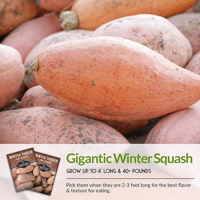 Pink Banana Winter Squash Seeds for Planting - Heirloom Non GMO Vegetable Seed - Extra Large, High Yield, Easy to Grow Unusual Variety - Survival Garden Seeds (3 Packs)