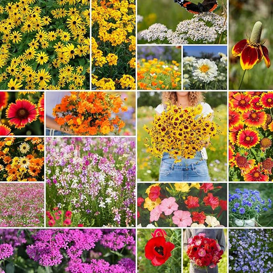 Eden Brothers Dry Area Wildflower Mixed Seeds for Planting, 1 lb, 480,000+ Seeds with Cosmos, African Daisy, Blue Flax | Attracts Pollinators, Plant in Spring or Fall, Zones 3, 4, 5, 6, 7, 8, 9, 10