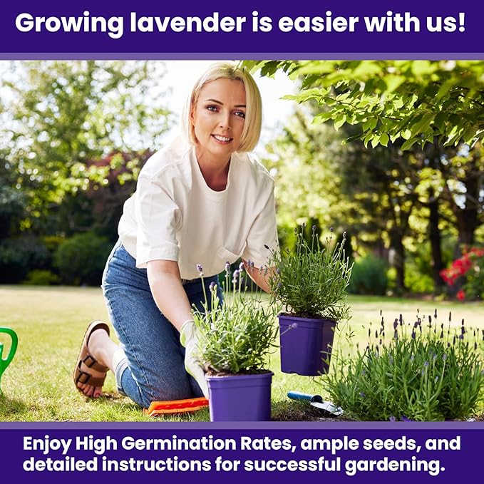 NatureZ Edge 3000 English Lavender Seeds for Planting Outdoors or Indoors, 90% Germination, to Give You The Lavender Plant You Need, Non-GMO, Heirloom Herb Seeds (2 Pack)