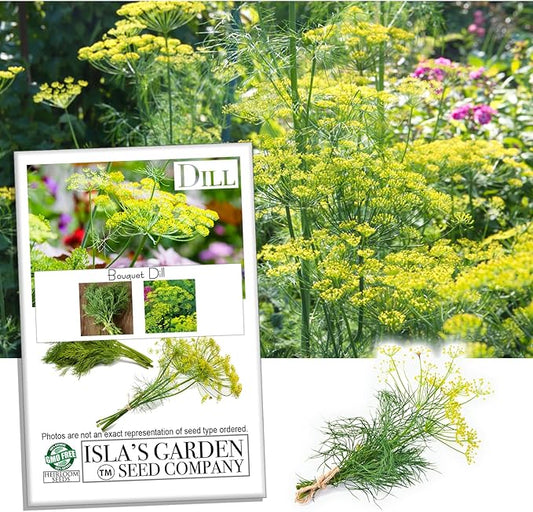 Bouquet Dill Herb Seeds, 1500 Heirloom Seeds Per Packet, (Isla's Garden Seeds), Non GMO Seeds, Botanical Name: Anethum graveolens
