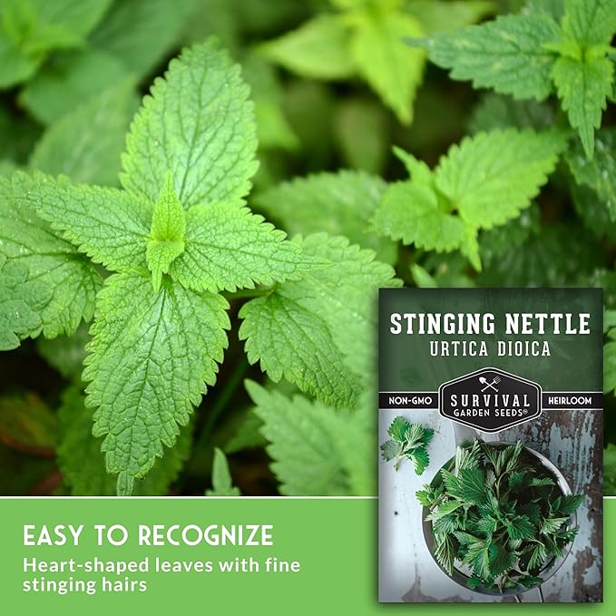 Stinging Nettle Seeds for Planting - Urtica Dioica Medicinal Herb & Edible Perennial - Common Nettle for Tea, Cooking & Wellness - Heirloom Non-GMO - Survival Garden Seeds (5 Packs)