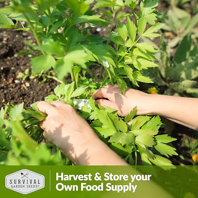 Survival Garden Seeds - Lovage Seed for Planting - 1 Pack with Instructions to Plant and Grow Perennial Levisticum Officinale Culinary Herb in Your Home Vegetable Garden - Non-GMO Heirloom Variety