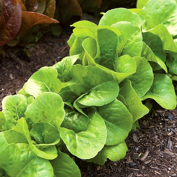 Burpee Bibb' Lettuce Seed Packet - 1.5gm Non-GMO Seeds for Planting Vegetables - Heirloom Bibb Lettuce, Classic Variety, Vegetable Seeds for Home Garden Outdoor Planting (Lettuce, Burpee Bibb)