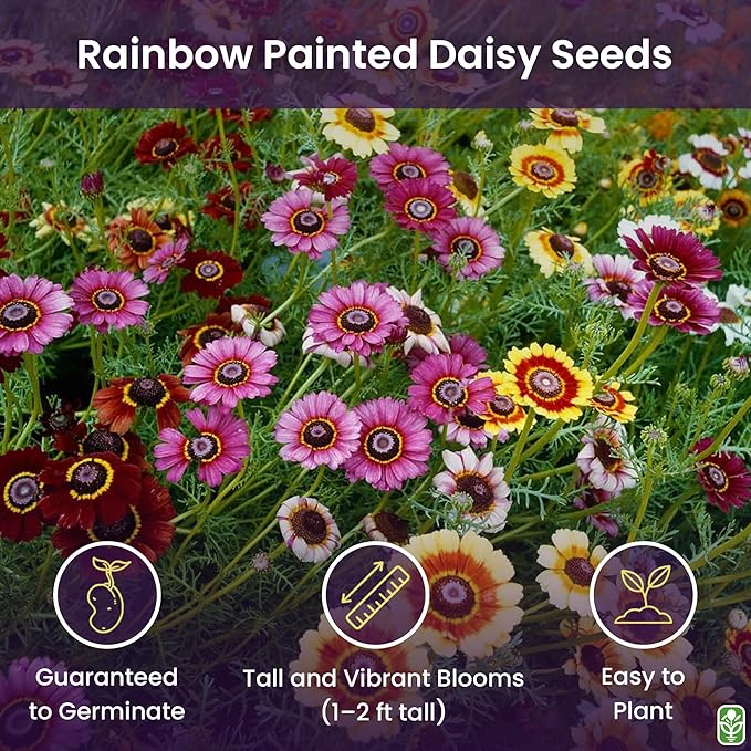 2500 Rainbow Painted Daisy Seeds - Former Wildflower Tamed as a Colorful Sunny Annual and Cut Flower