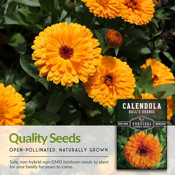 Ball’s Orange Calendula Seeds for Planting – Medicinal Herb & Edible Flower with Bright Orange Blooms – Heirloom Pot Marigold for Skin Care & Teas – Survival Garden Seeds (2 Packs)