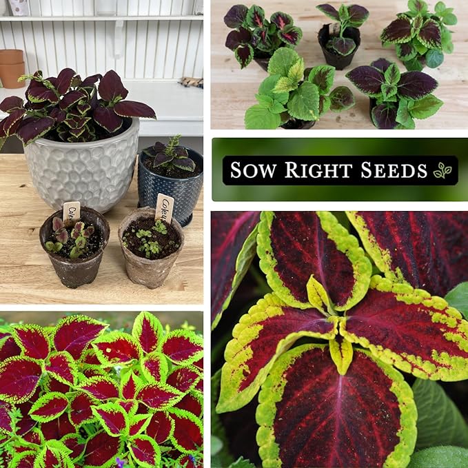 Sow Right Seeds - Rainbow Mix Coleus Seeds for Planting - Non-GMO Heirloom Variety - Vibrant Tropical Plant Blooms - Ideal for Gardeners, Easy to Grow - Indoor/Outdoor Use - Colorful Foliage (4)