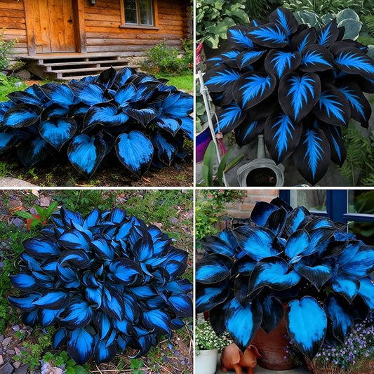 Hosta Seeds for Planting, 290+pcs Perennial Rare Hosta Flower Seeds, Non-GMO Heirloom Long Blooming Plants Shaded Entry Pathway Flowers Beauty Home Garden for Outdoors