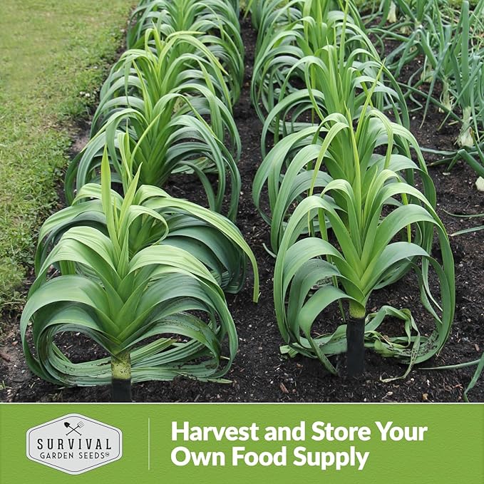 Survival Garden Seeds Giant Leek Seed for Planting - 3 Packets with Instructions to Plant and Grow Enormous Leeks in Your Home Vegetable Garden - Non-GMO Heirloom