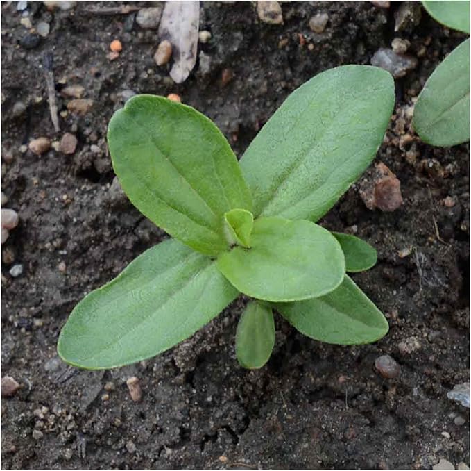 Seed Needs Zinnia Seeds Violet Queen Variety Fast Blooming | 5,000+ Heirloom & Open Pollinated Seeds | Annual Cut Flowers Large Blooming | Bulk