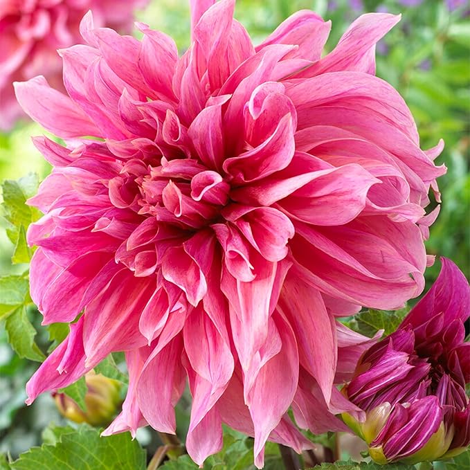 Garden State Bulb Maki Dinnerplate Dahlia Flower Bulbs, Pink, Spring Planting (Bag of 4)