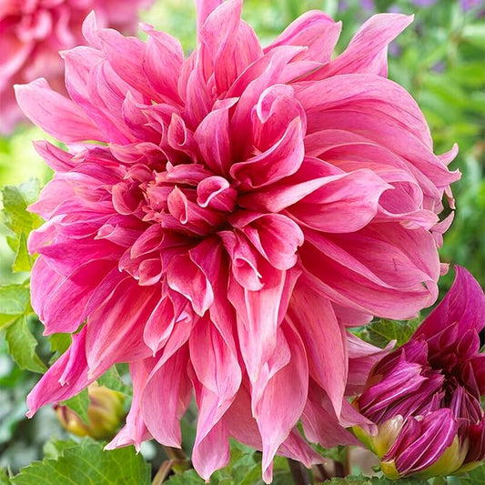 Garden State Bulb Maki Dinnerplate Dahlia Flower Bulbs, Pink, Spring Planting (Bag of 4)